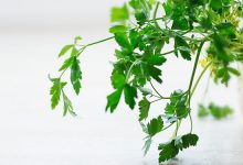 ניקוי ושיפור תפקוד כבד בעזרת צמחי המרפא