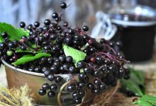 סמבוק הוא צמח מיוחד