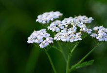אכילאה - Achillea millefollium