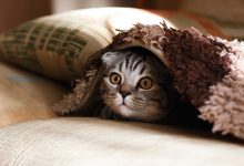 טיפול בבעלי חיים בעזרת צמחי מרפא