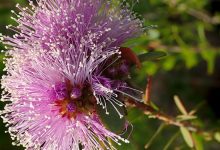 עץ התה האוסטרלי