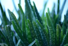 כל מה שרצית לדעת על צמח האלו-ורה