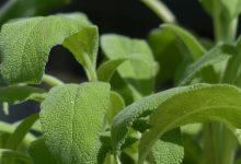 מרווה רפואית